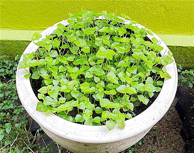 Tips om forplantning av Peperomia frø: Hvordan plante Peperomia frø