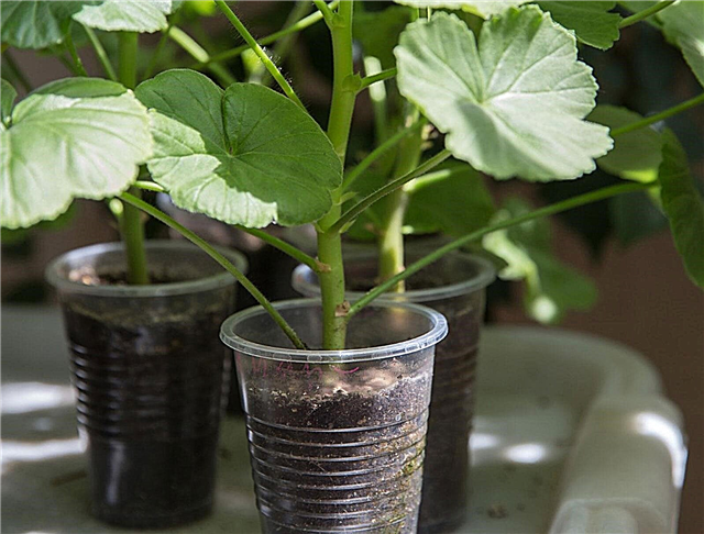 Propagarea semințelor de geraniu: puteți crește un geraniu din semințe