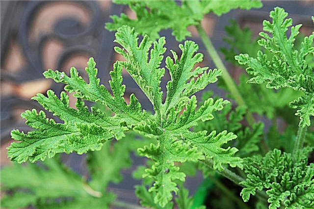 Κλάδεμα φυτών κουνουπιών: Πώς να μειώσετε τα φυτά Citronella Geranium