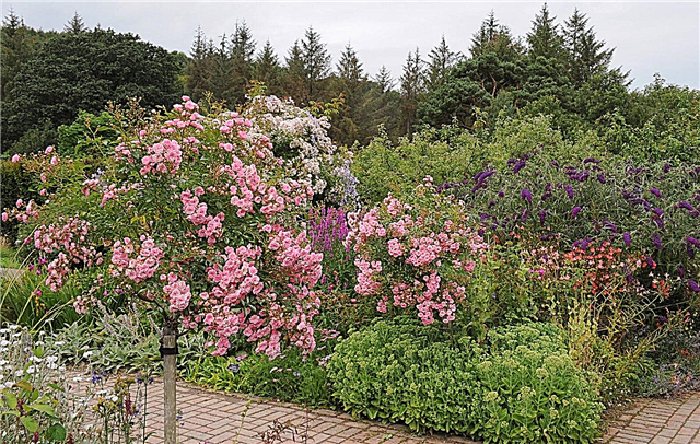 Víkendház kerti bokrok: Cserjék kiválasztása házik kerthez