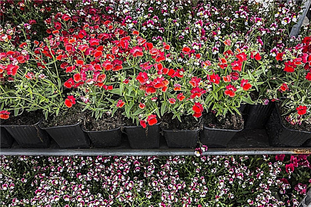 Propagação de plantas de Nemesia - Dicas para propagar flores de Nemesia