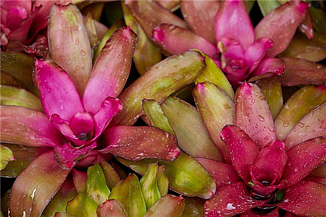 Neoregelia Bromeliad حقائق - تعرف على زهور Neoregelia Bromeliad