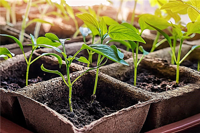 Hur man sparar plantor - Felsökning av vanliga plantorproblem