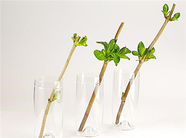 Paljundus taimede lõikamine: mida taimed võivad pistikutest välja juurida