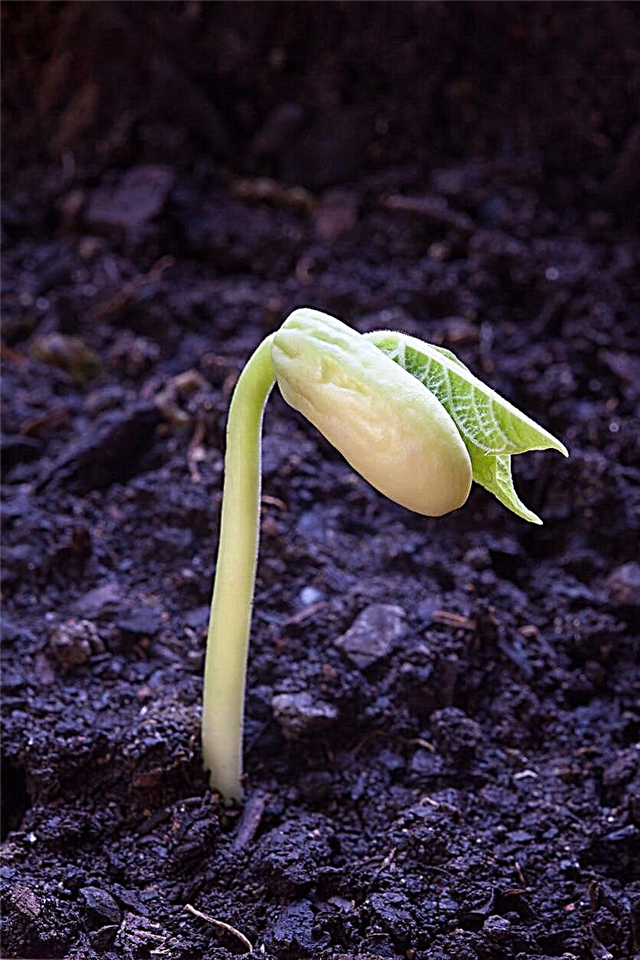 Requisitos de germinação de sementes: fatores que determinam a germinação de sementes