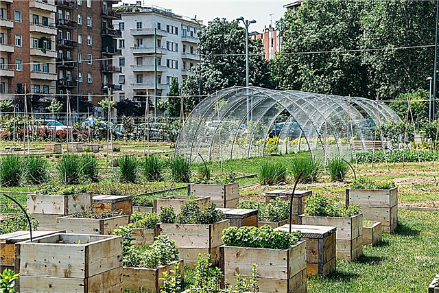 Faits sur l'agriculture urbaine - Informations sur l'agriculture en ville