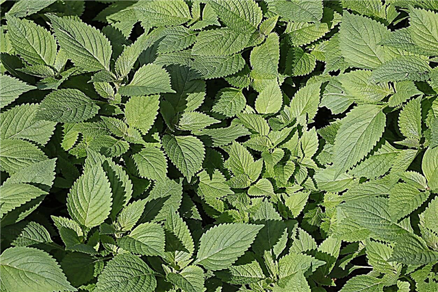 Arbustos de menta Elsholtzia: Cultivo de plantas de arbustos de menta en el jardín