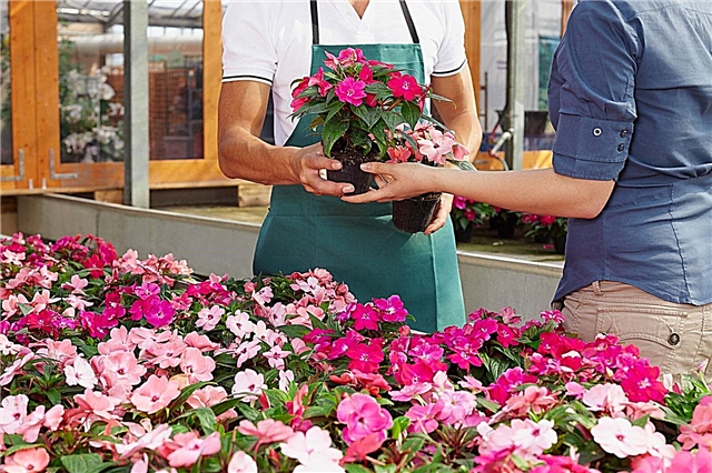 Zijn kleine kwekerijen beter: redenen om te winkelen bij uw plaatselijke tuincentrum