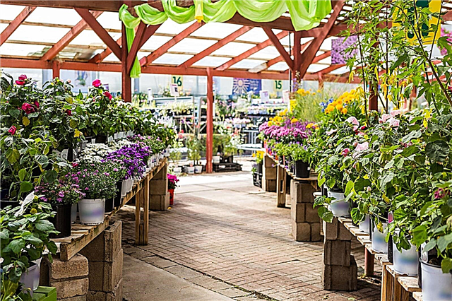 Black Friday Deals - Shopping pour les bonnes affaires de jardinage hors saison