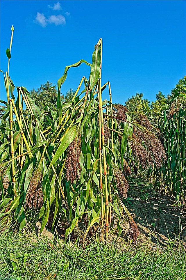 Utilisation du maïs à balai pour l'artisanat - Comment récolter des plants de maïs à balai
