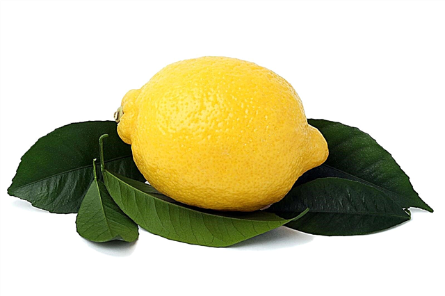 Son comestibles las hojas de cítricos: comer hojas de naranja y limón