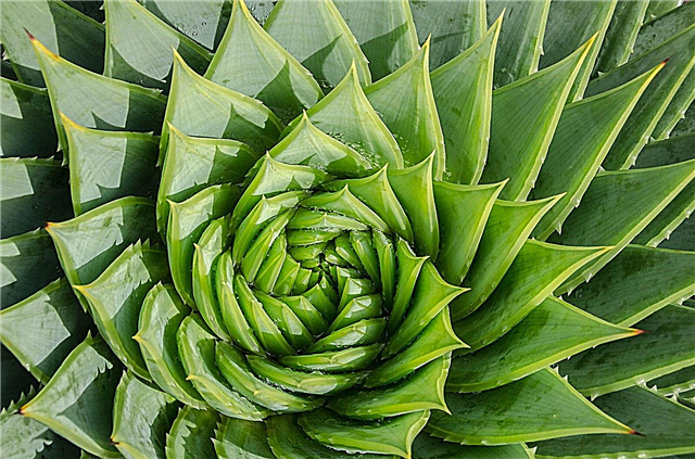 Spiral aloe care: odla en aloe med spiralblad
