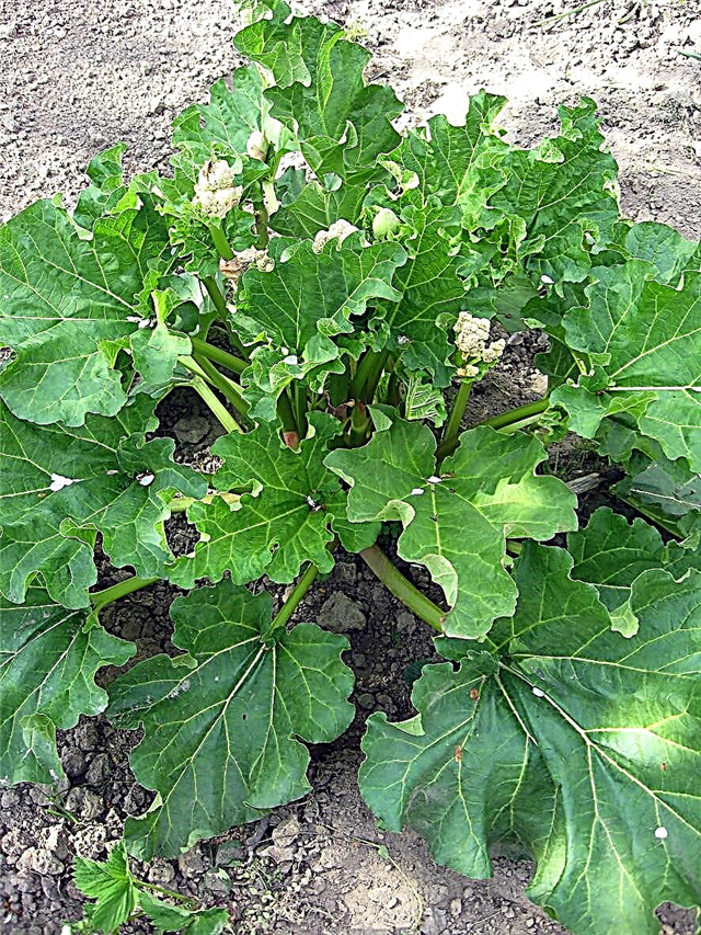 リバーサイドジャイアントルバーブを植える：ジャイアントルバーブ植物を育てる方法