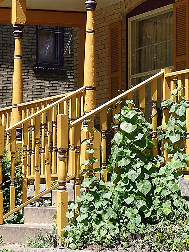 Formation des plantes sur les balustrades de porche: en savoir plus sur la culture de vignes sur les balustrades