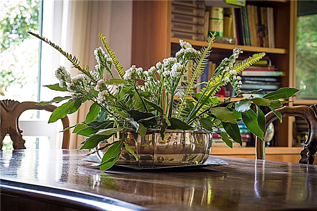 Living Centerpiece Plants: Lär dig hur man odlar ett Living Centerpiece