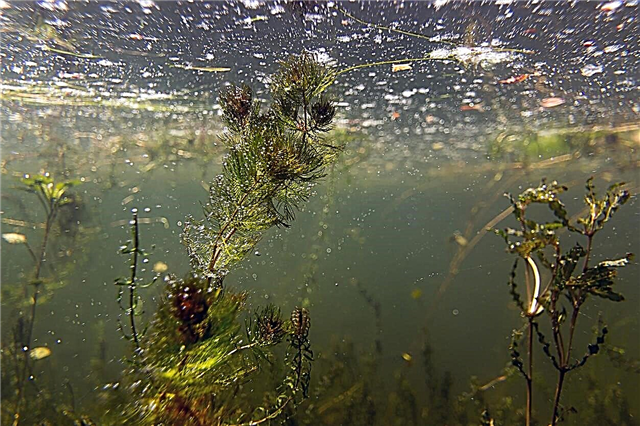 Etetés tó növények - Hogyan műtrágyázni elmerült vízi növények