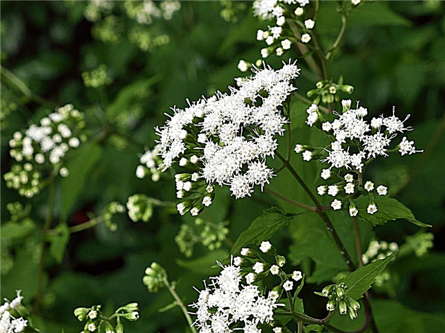 Pielęgnacja Snakeroot Plant: Informacje o białych roślinach Snakeroot