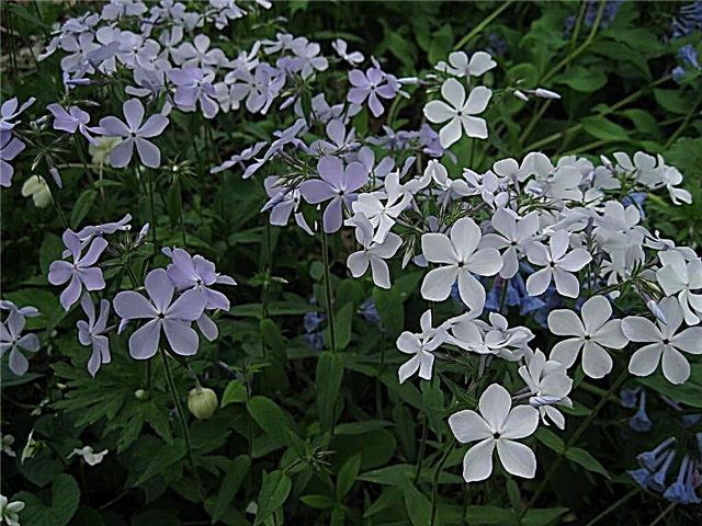Cuidado de las flores de Woodland Phlox: cómo cultivar plantas de Woodland Phlox