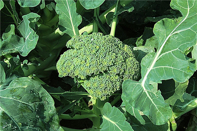 Zaļo goliāta brokoļu audzēšana: kā iestādīt zaļo goliāta brokoļu sēklas