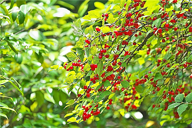 Nanking Bush Cherry Care - Πώς να μεγαλώσετε ένα Bush Cherry Tree