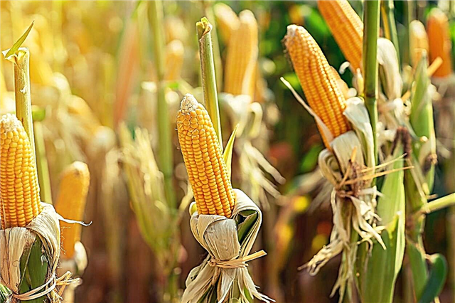 Mihin maissia käytetään: Lisätietoja epätavallisista maissikäytöistä