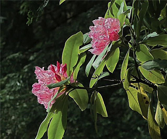 Pacific Rhododendron Care - Πώς να μεγαλώσετε ένα Pacific Rhododendron