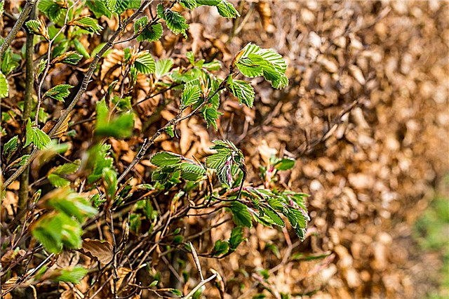 Trimming Beech Hedges - Cara Memangkas Pohon Hedge Beech