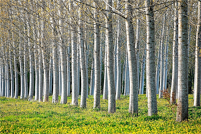 Árboles de rápido crecimiento: aprenda sobre los árboles comunes que crecen rápidamente