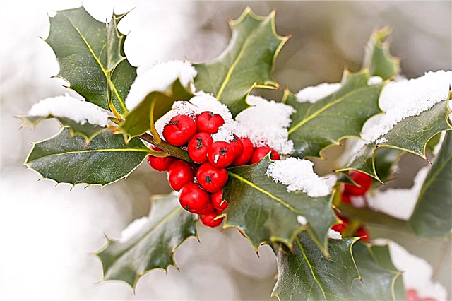 耐寒性低木–冬に人気のある低木