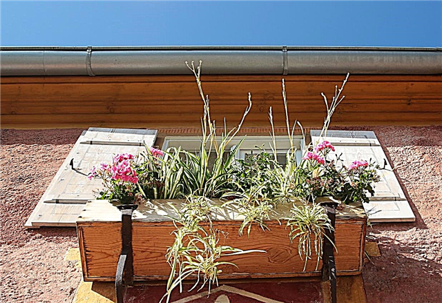 Cajas de ventana de sol completo: elección de plantas de caja de ventana para la exposición al sol