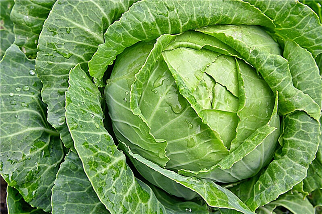 Earliana Cabbage Variety: Hoe Earliana-kool te laten groeien