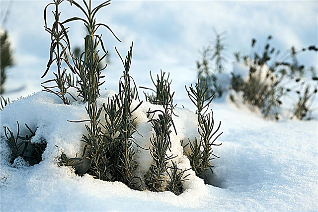 فصل الشتاء الحديقة الدائمة - نصائح للعناية الشتوية الدائمة