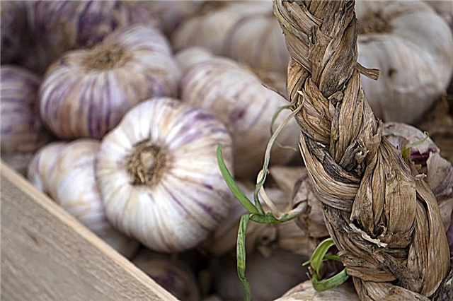 Kas ir itāļu purpursarkanie ķiploki - kā audzēt itāļu purpura ķiplokus