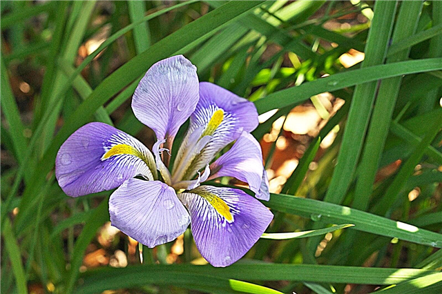 Algerisk irisinfo: Lær hvordan du dyrker en algerisk irisblomst