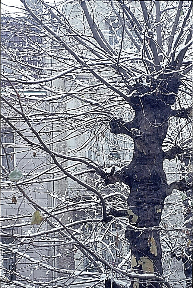 Zimska njega ravnog stabla - kako spriječiti oštećenja zimskog stabla
