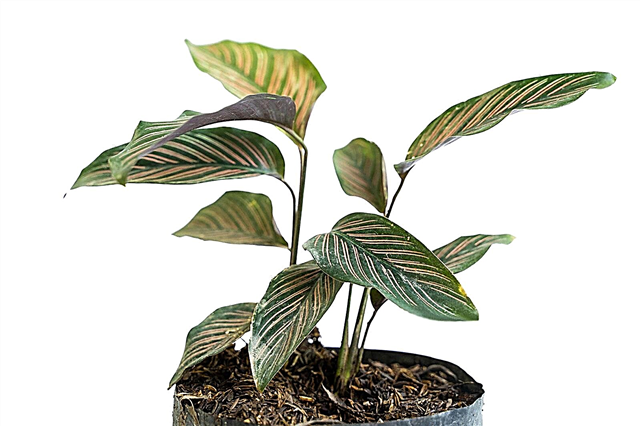 Информация за растението на закрито Pinstripe: Отглеждане на стайно растение на Pinstripe