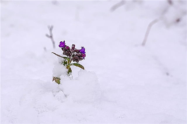 Zimovanje rastlin Pulmonaria: Spoznajte zimsko nego Pulmonaria