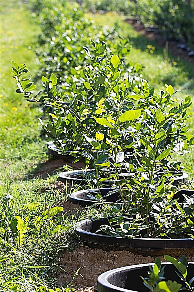 Arbustos frutales pequeños: aprenda sobre el cuidado del arbusto de frutas enanas