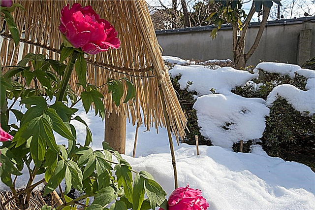 هي نباتات الفاونيا الباردة هاردي: زراعة الفاونيا في فصل الشتاء