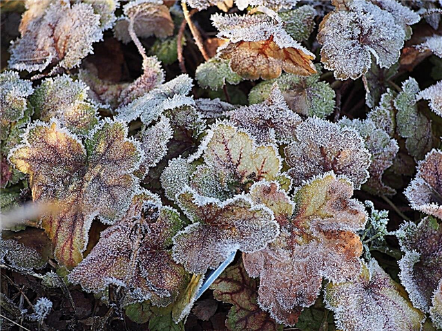 Žiemojantys Heuchera augalai - sužinokite apie Heuchera žiemos priežiūrą