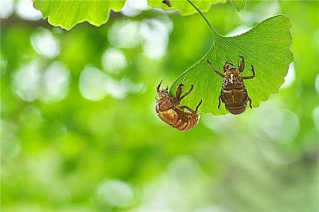 Проблеми с насекоми от гинко: сериозни ли са вредителите по дърветата от гинко