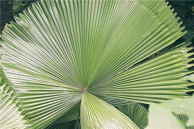 Potted Ruffled Fan Palm Care - Growing Ruffled Trees Indoors Di Dalam