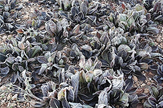 Chicory Winter Care: Aprenda sobre la tolerancia al frío de achicoria