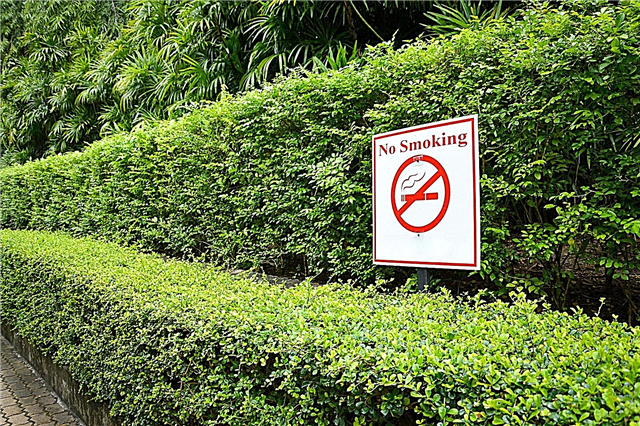 Plantas e fumo - como o fumo do cigarro afeta plantas