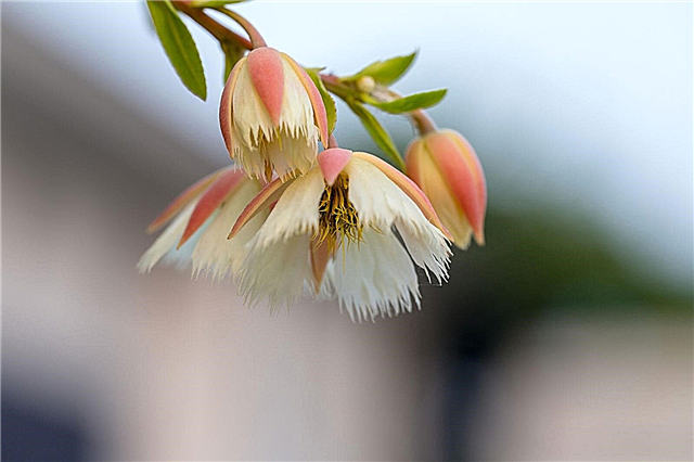 Lily of Valley -puun tiedot - vinkkejä Elaeocarpus-puiden kasvattamiseen