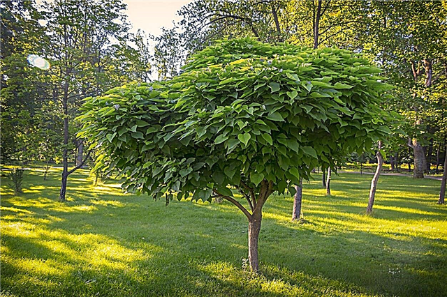 أصناف شجرة كاتالبا: تعرف على أنواع مختلفة من شجرة كاتالبا