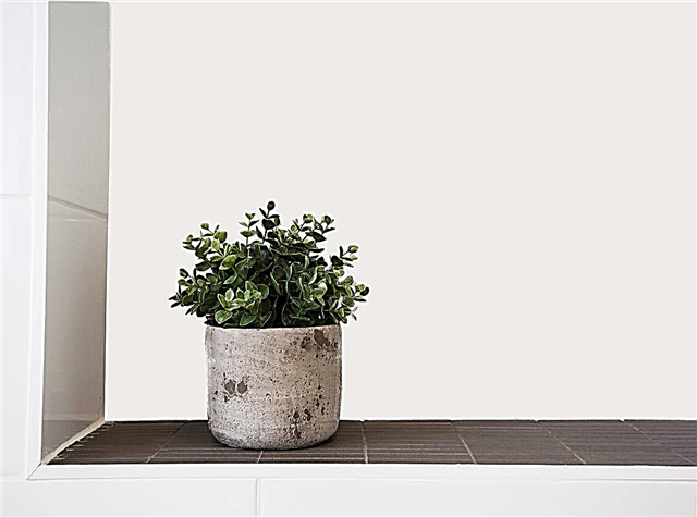 Sollten Sie Zimmerpflanzen trennen - Wann und wie wird eine Zimmerpflanze unter Quarantäne gestellt?