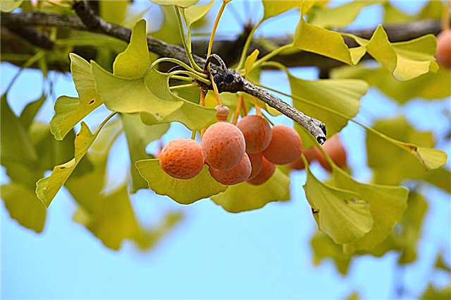 Ginkgo-dió evése: Információ a ginkgo-fák gyümölcséről