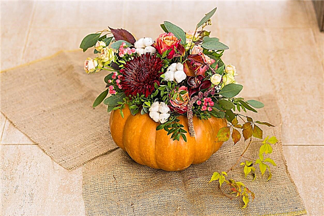 Plantas da tabela de Halloween - faça uma peça central viva de Halloween
