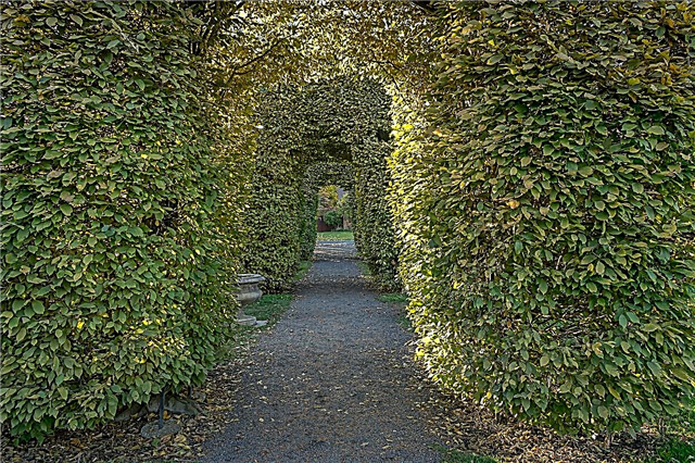 Labyrinth Maze Gardens - Lær hvordan du lager en hage labyrint for moro skyld